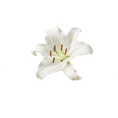 Enchanted Eve: Velvet Petal Elegance